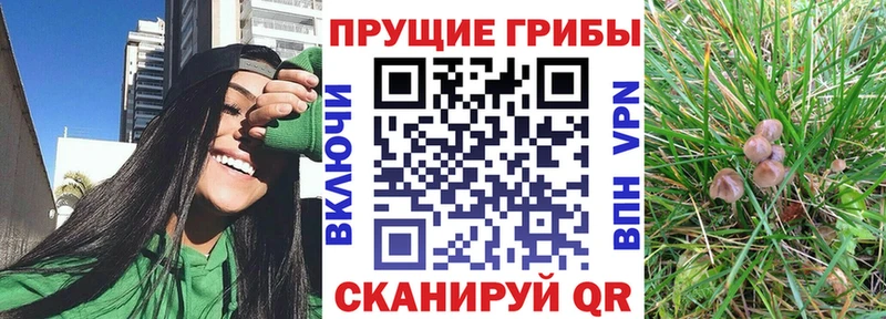 Псилоцибиновые грибы ЛСД Тихвин