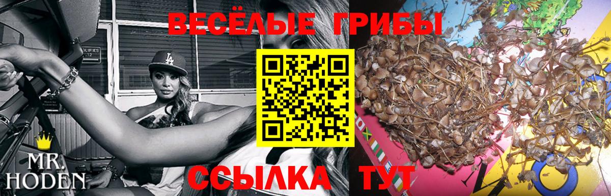 Псилоцибиновые грибы Psilocybe Тихвин